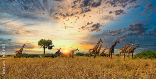 Fototapeta giraffes herd