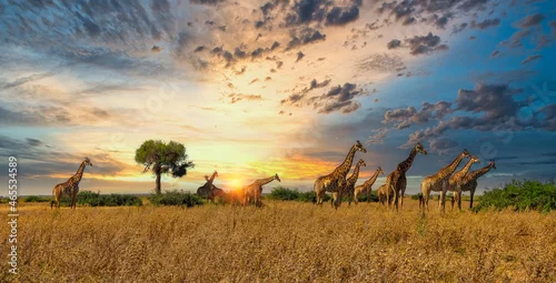 Fototapeta samoprzylepna giraffes herd