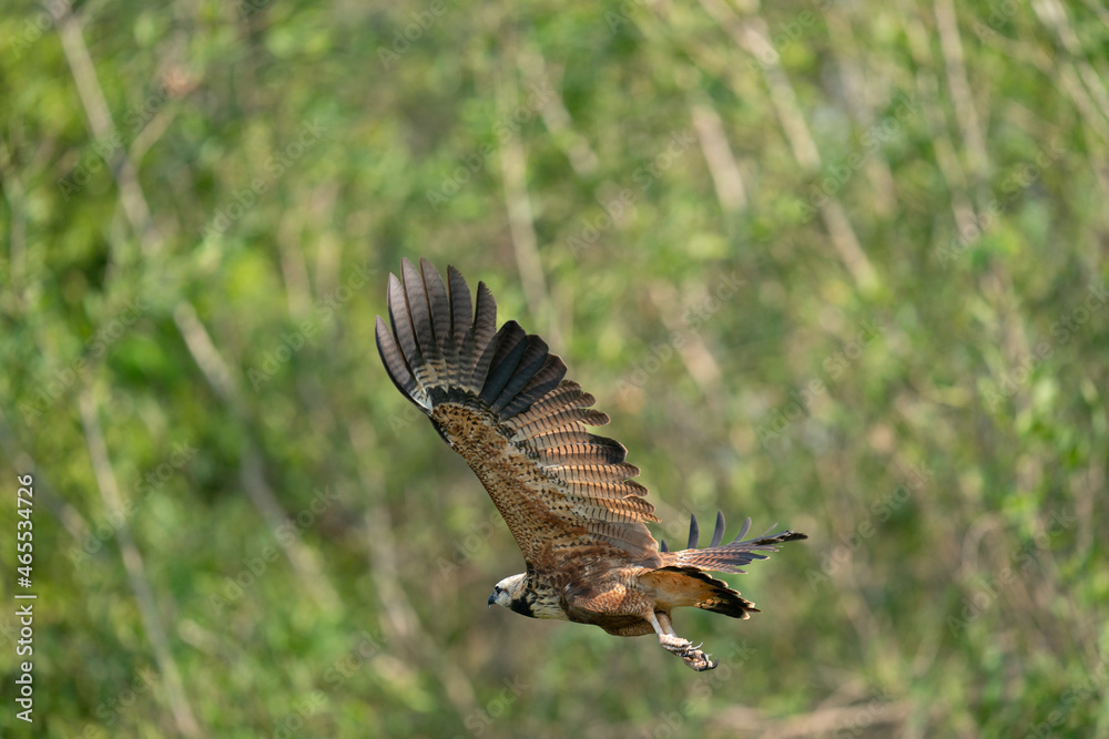 Fototapeta premium The black-collared hawk (Busarellus nigricollis)
