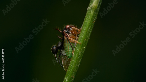 Details of a strange insect perched on a green branch.