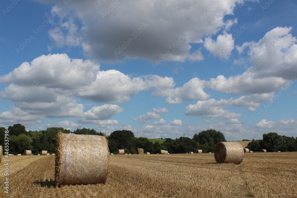 A wheat field with round hay bales waiting for harvest In a field near Wakefield West Yorkshire in the UK on summer's day 