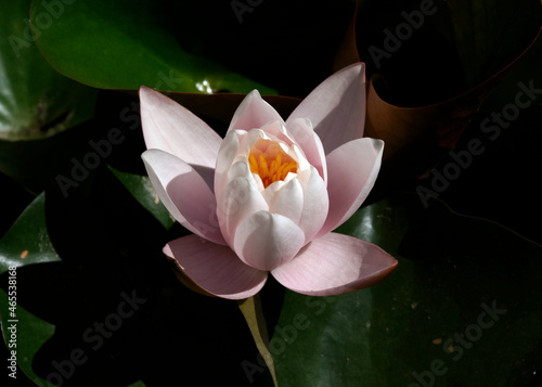 Wallpaper Mural Pink water lily (Nymphaea Peach glow) with blurred background e, can be used as a greeting card Torontodigital.ca