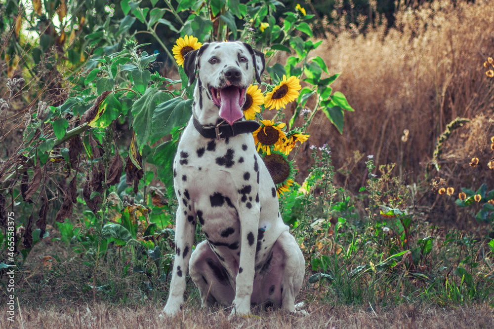 Mailo Sonnenblumen