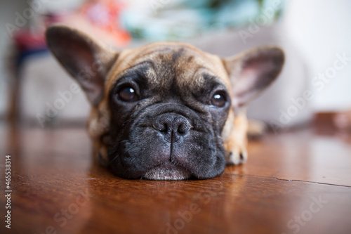 Dog at home - apartment pet. Brown french bulldog. High quality photo © Bittv1975