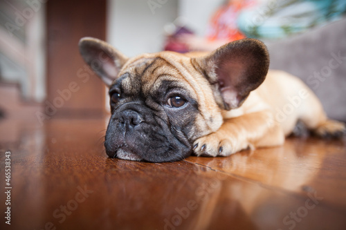 Dog at home - apartment pet. Brown french bulldog. High quality photo © Bittv1975