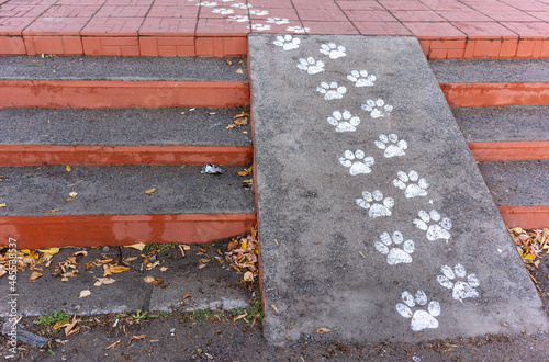 cat paw prints with paint on the road leading to the pet store