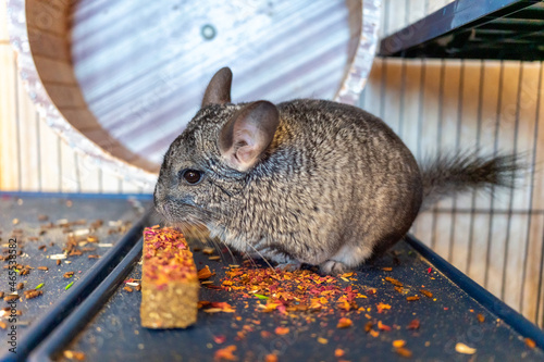 a large gray chinchilla sits in a cage and eats a herbal stick photo