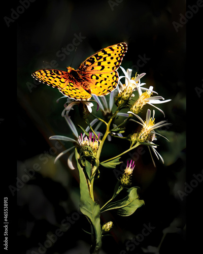 Tablou pe pânză Female silver-washed fritillary butterfly drinking nectar from a white flower at