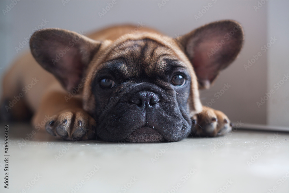Dog at home - apartment pet. Brown french bulldog. High quality photo