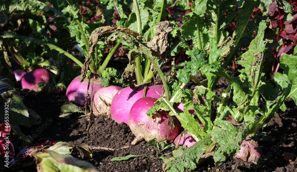 Row of sunlit turnips ready for harvesting, Derbyshire England Stock