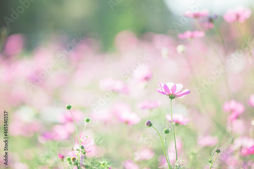 Cosmos flower in nature background