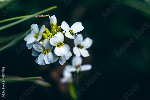 Selective focus shot of Arabidopsis thaliana (thale cress) in Curonian Spit forest, Lithuania photo