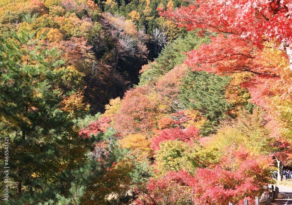 秋、紅葉の河口湖畔の風景