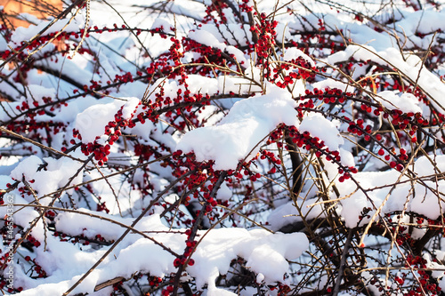 Red hawthorn berries on a bush under the snow