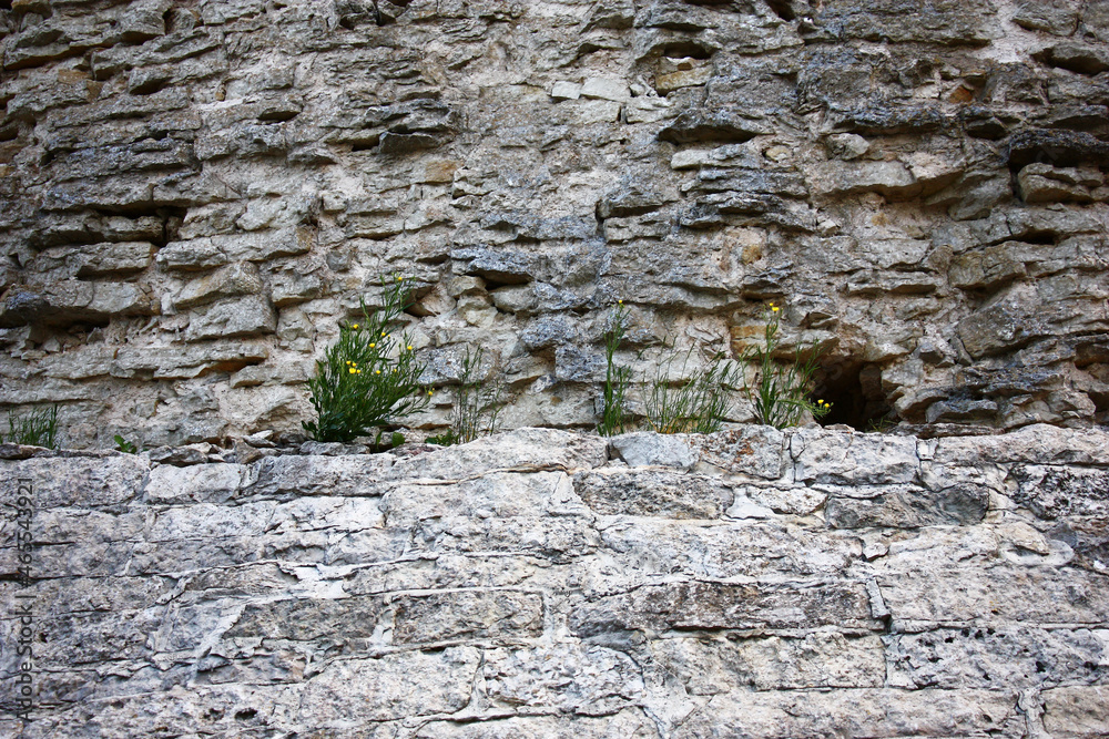 Wild-growing plants grow and blossom among a calcareous laying.The fortress wall became a background for plants.
