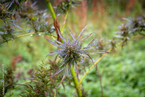 cannabis buds growing outdoors in the field in the autumn