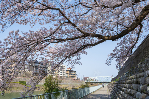 城下町・金沢の街なかを流れる犀川で花見