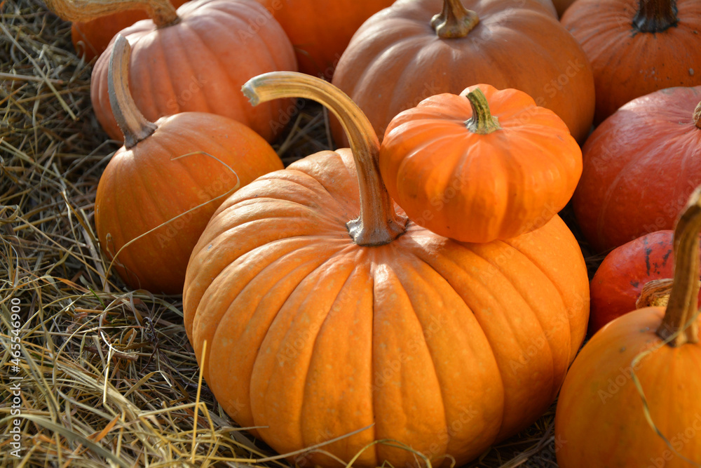 Pumpkins autumn rustic background. Pumpkins autumn rustic background.