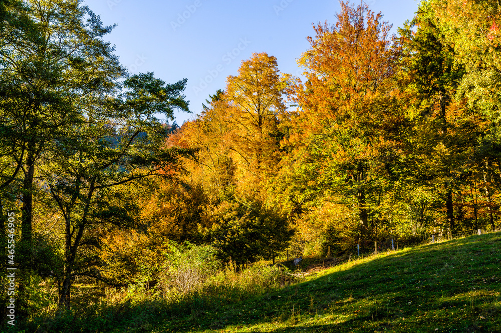 Fototapeta premium Goldener Oktober