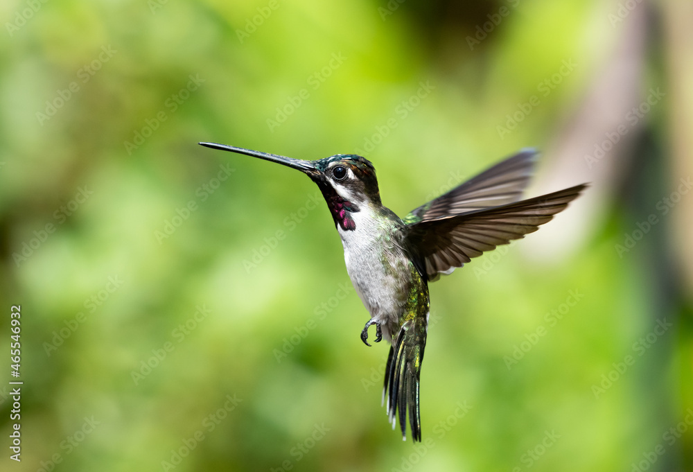 Brightly lit Long-billed Starthroat hummingbird, Heliomaster longirostris, hovering in a unique position with a blurred green garden. Brightly lit Long-billed Starthroat hummingbird, Heliomaster longirostris, hovering in a unique position with a blurred green garden.
