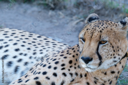 African Cheetah, Stellenbosch, Western Cape, South Africa