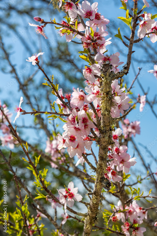 Blooming flowers of almond tree near Loule in Algarve Portugal. Blooming flowers of almond tree near Loule in Algarve Portugal.