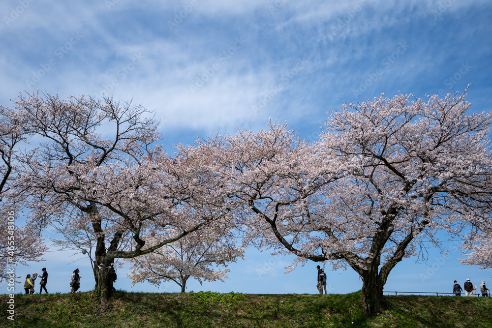 チューリップ、桜、菜の花、残雪の雪山が織りなす「春の四重奏」で知られる舟川べりの桜並木