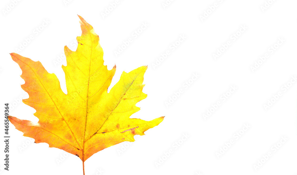 Single dried leaf isolated with copy space.