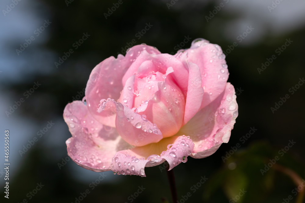 Closeup of beautiful flower of Rosa 'scepter'd Isle' with water drops after rain shower Closeup of beautiful flower of Rosa 'scepter'd Isle' with water drops after rain shower