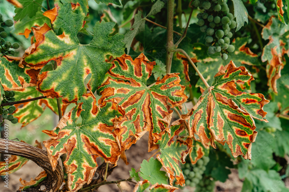 Detail of damaged grapevine leaf.Fruit plant disease.Sick vine grape leaves infected with mildew fungal.Leaves affected by Petri disease,Esca disease surrounded by a reddish, purple or yellow margin