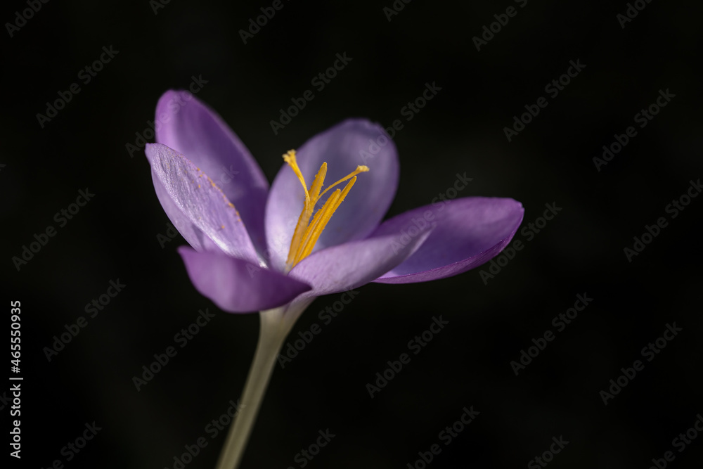 Fototapeta premium Closeup of single flower of Crocus 'goulimyi' isolated against against a dark background