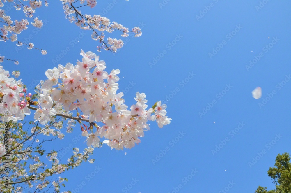 Close-up cherry blossoms in full bloom fall Close-up cherry blossoms in full bloom fall