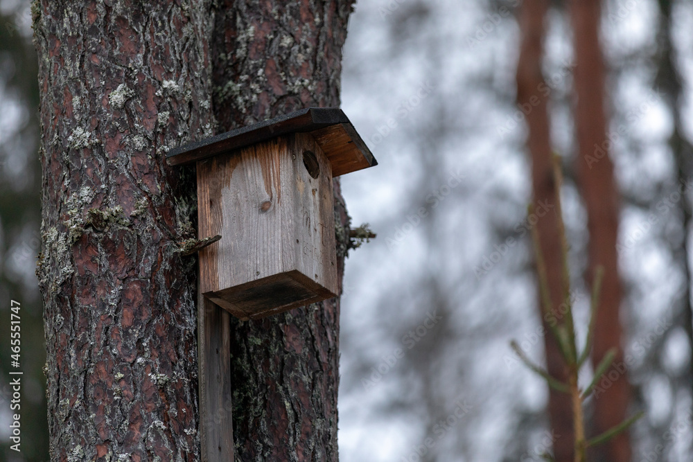 A bird house hanging in a pine tree forest during winter