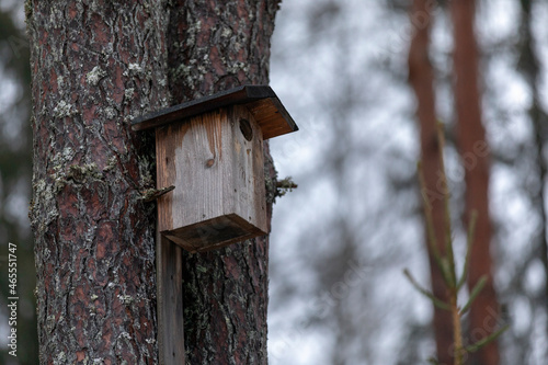 A bird house hanging in a pine tree forest during winter
