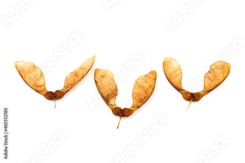Ripe seeds of Amur maple, Acer ginnala, isolated on white background