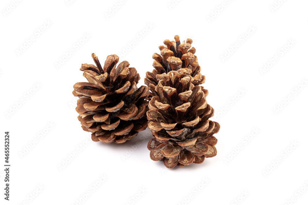 Pine cones isolated on a white background, photography Pine cones isolated on a white background, photography