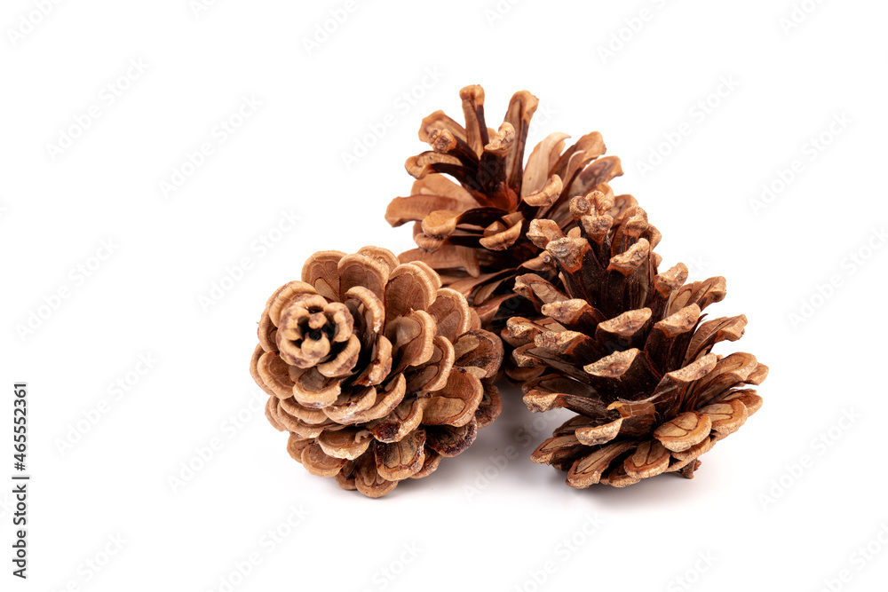 Pine cones isolated on a white background, photography Pine cones isolated on a white background, photography