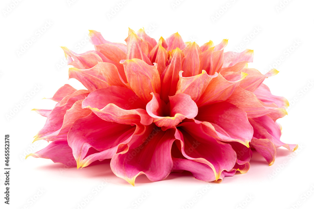 Pink, yellow and white fresh dahlia flower macro photo isolated against white background. Picture in color emphasizing the light different colours and yellow white highlights. Mother day background.