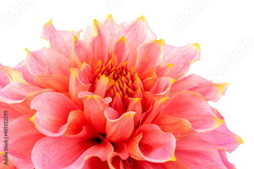 Fototapeta Naklejka Na Ścianę i Meble -  Pink, yellow and white fresh dahlia flower macro photo isolated against white background. Picture in color emphasizing the light different colours and yellow white highlights. Mother day background.
