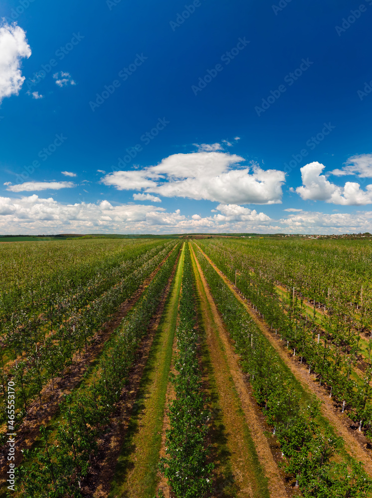 Aerial view. Even rows of fruit trees, garden, field. Agricultural production concept. Summer sunny day. Apple pear trees. Vertical photo Aerial view. Even rows of fruit trees, garden, field. Agricultural production concept. Summer sunny day. Apple pear trees. Vertical photo