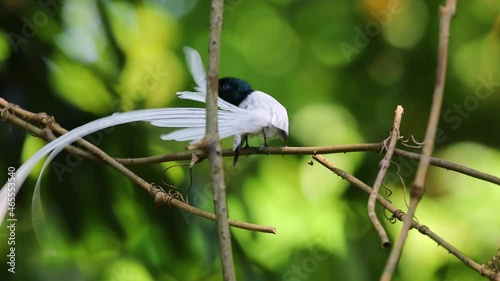 beautiful White feathered bird of Terpsiphone paradise A rare wild birds that everyone wants to meet once. photo