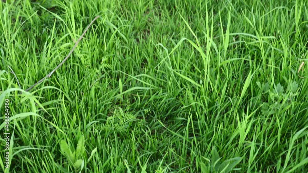 Background of juicy green grass. Video panorama camera. High quality 4k footage Background of juicy green grass. Video panorama camera. High quality 4k footage