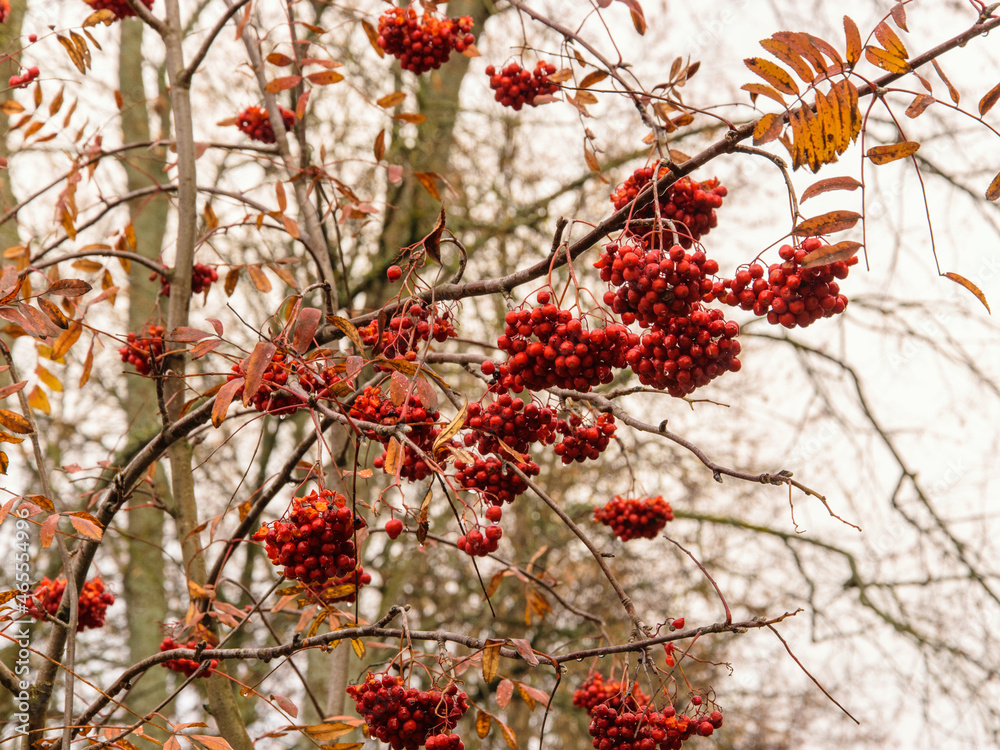 Red-orange rowan berries on branches on a wet autumn day Red-orange rowan berries on branches on a wet autumn day