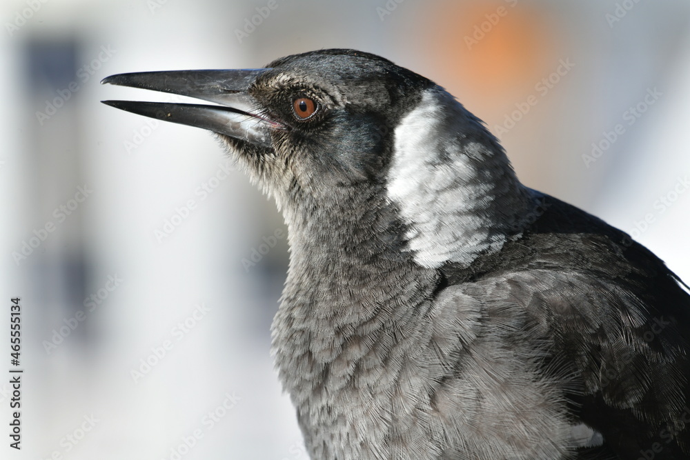 Fototapeta premium Young Australian magpie