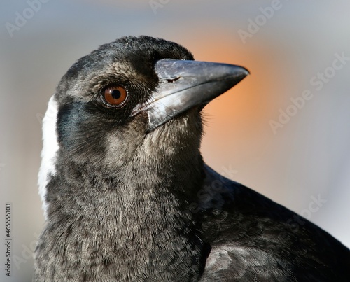 Fotografie, Obraz portrait of a young Australian magpie