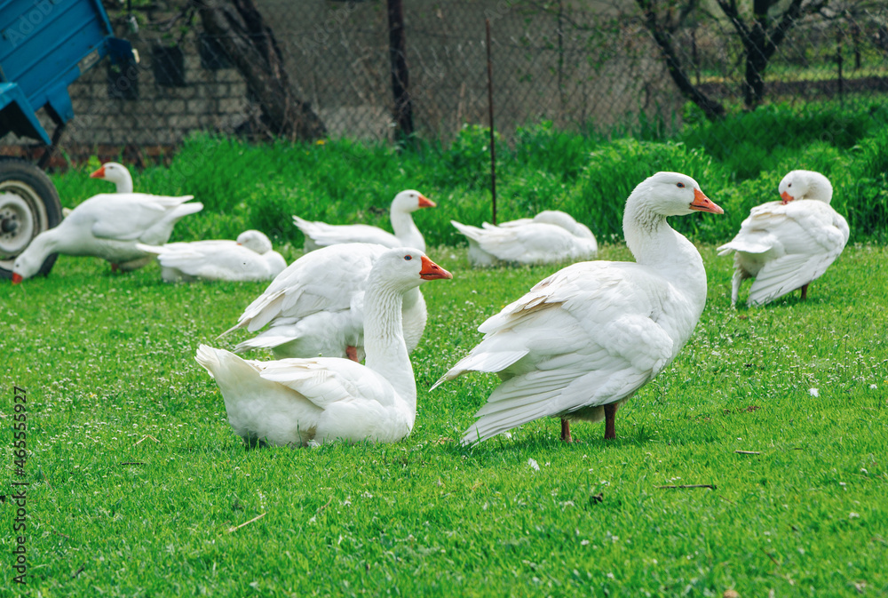 White geese walking on the meadow with green grass at farm. Domestic birds. White geese walking on the meadow with green grass at farm. Domestic birds.
