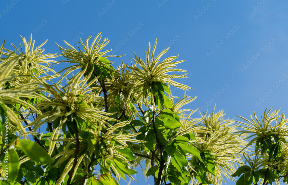 Flowers of sweet chestnut tree (Castanea sativa). Close-up blossoms of Sweet Chestnut (Spanish or just chestnut) on blue sky background in public landscape city park Krasnodar or Galitsky Park. Flowers of sweet chestnut tree (Castanea sativa). Close-up blossoms of Sweet Chestnut (Spanish or just chestnut) on blue sky background in public landscape city park Krasnodar or Galitsky Park.