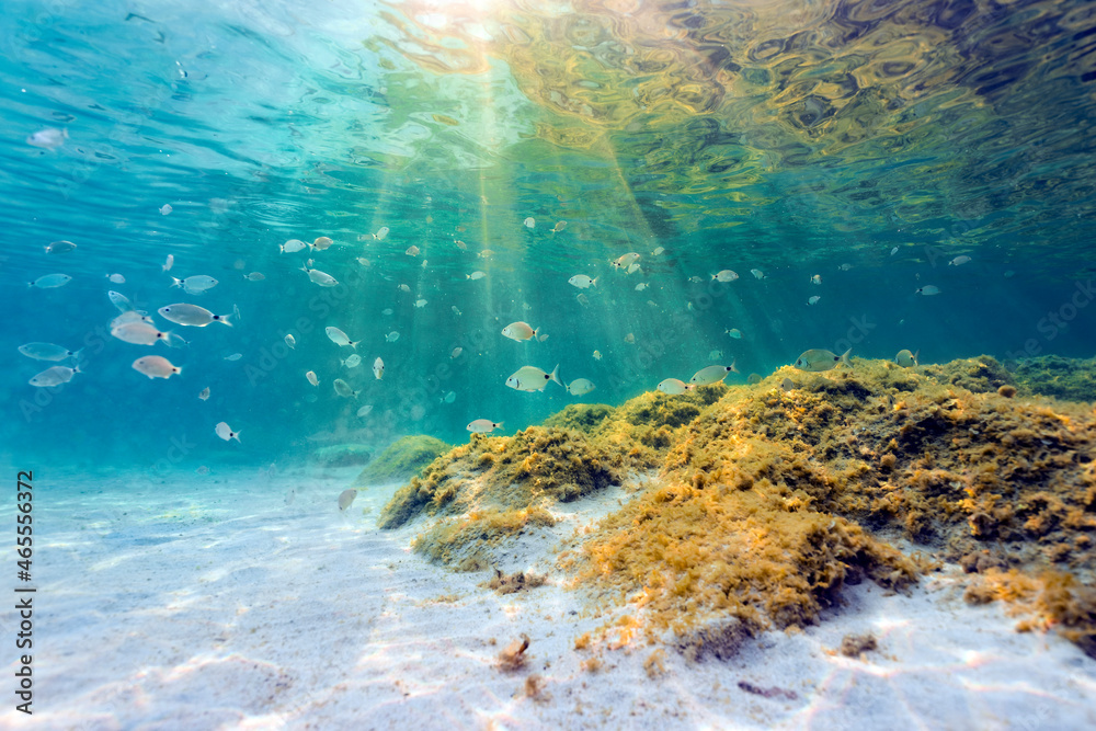 (Selective focus) Underwater photo, stunning view of the marine life with some rocks and fish swimming in a turquoise water hit by some sun rays. Sardinia, Italy.