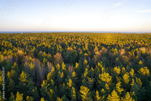 Above aerial shot of green pine forests and yellow foliage groves with beautiful texture of golden treetops. Beautiful fall season scenery. Mountains in autumn colors in golden time