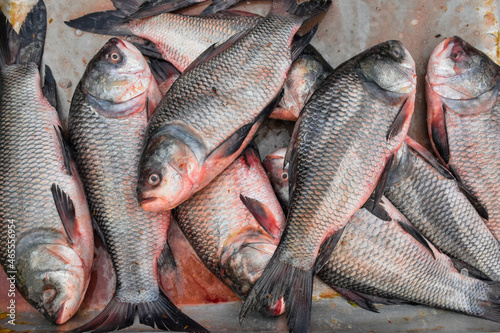 Pile of Catla fish or Indian fresh water carp.
